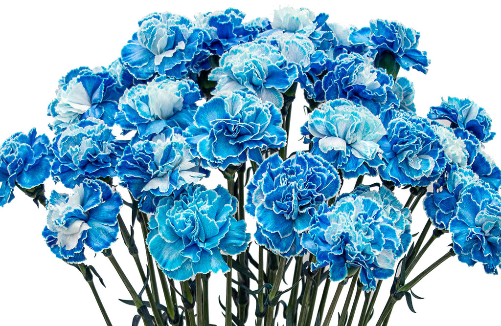 Blue Carnation Flowers