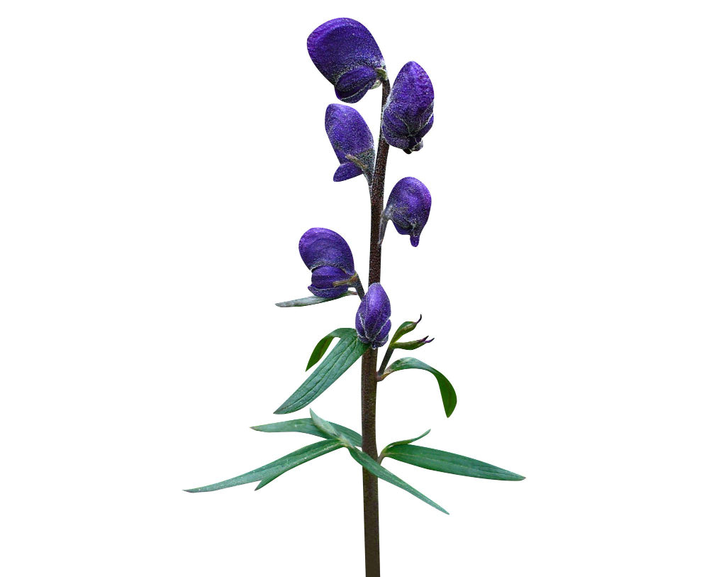 Aconite flowers that start with a