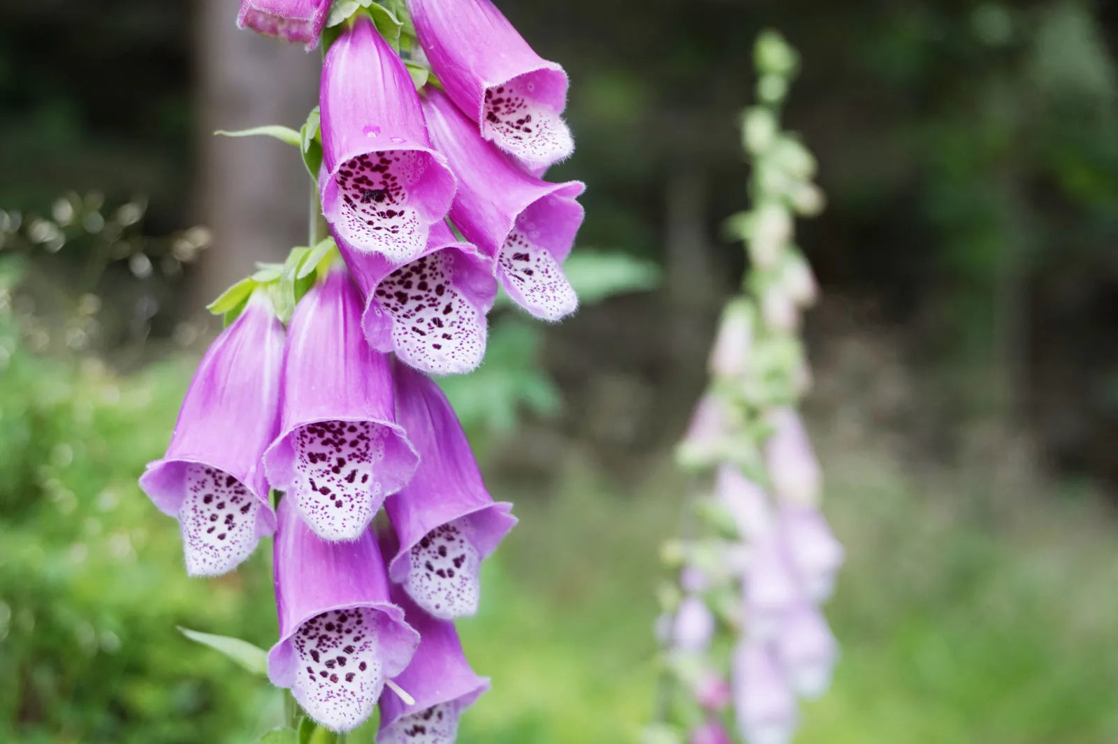 Foxglove Flowers That Start with F