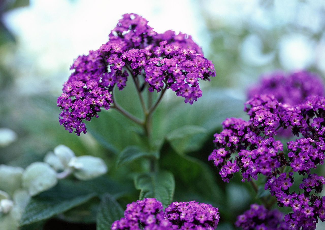 Flowers That Start With H Heliotrope