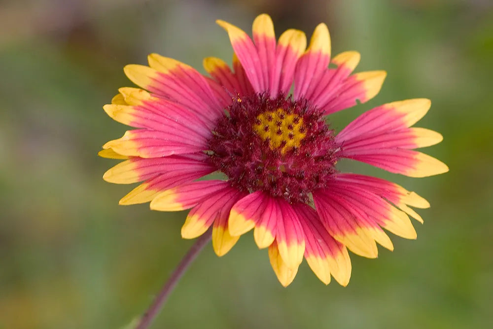 Indian Blanket Flowers That Start with I