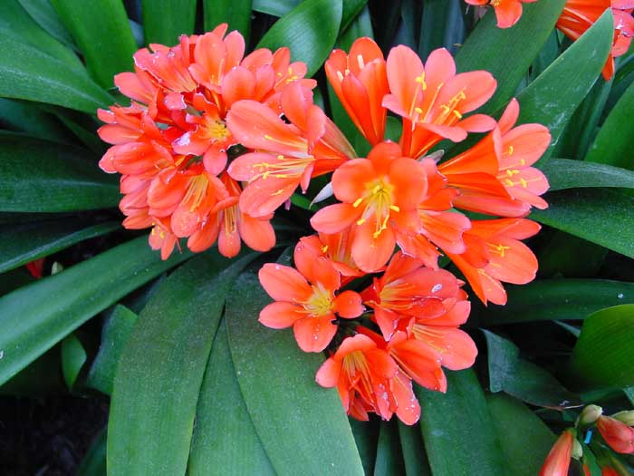 Flowers That Start with K Kaffir Lily
