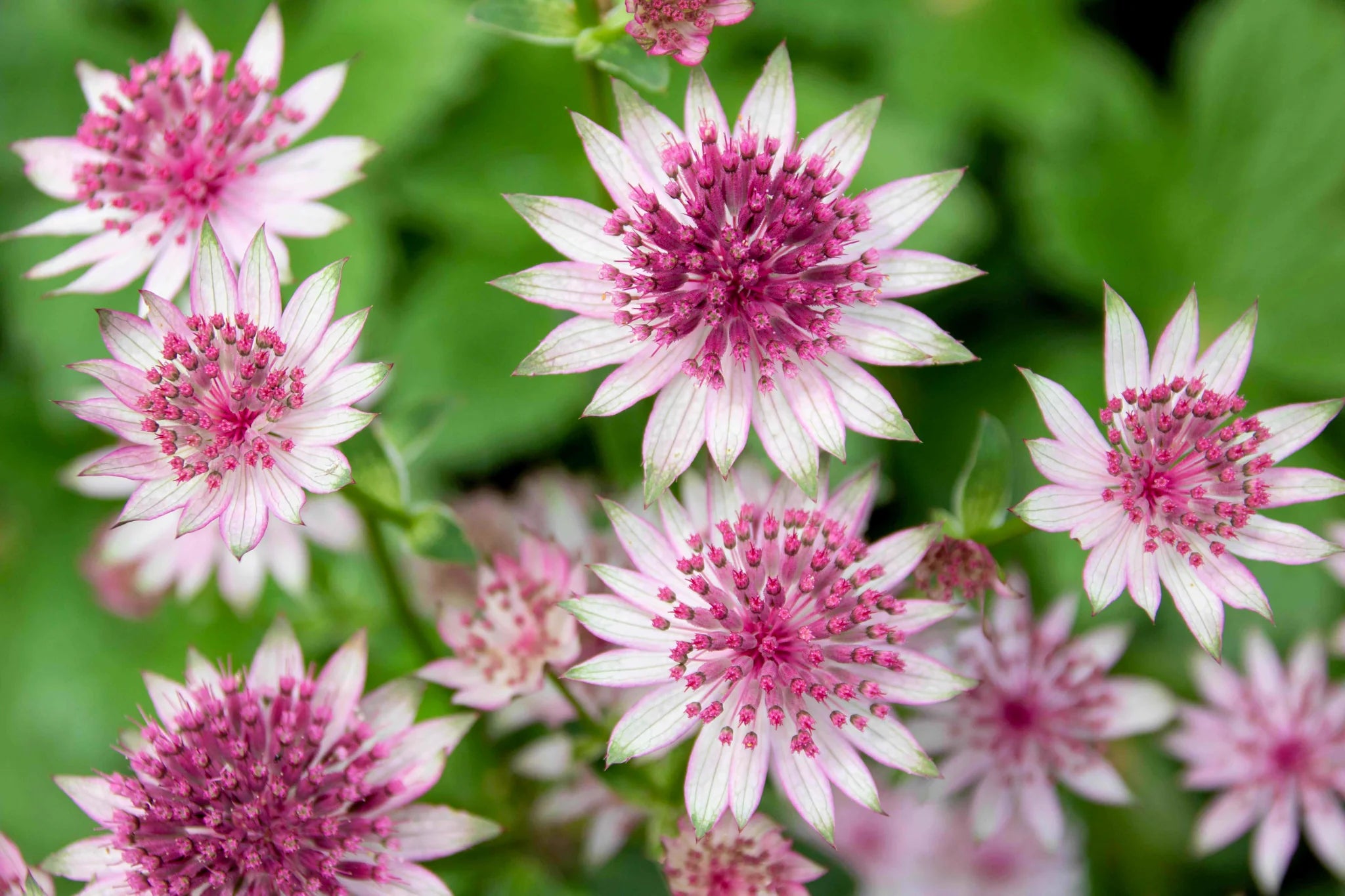 flowers that start with a Astrantia