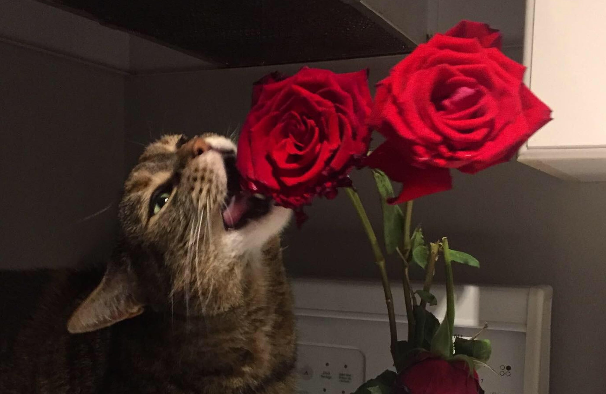what flowers are safe for cats