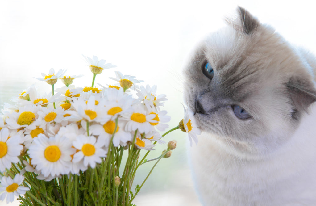 Daisies Toxic to Cats