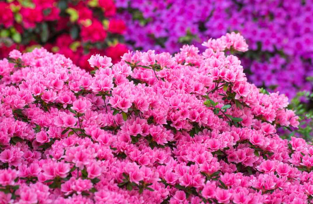 azalea flower meaning