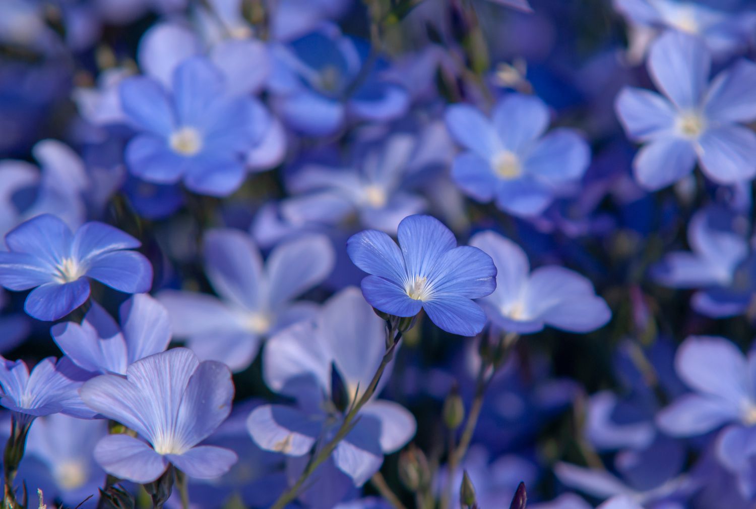 Flax Flowers That Start with F