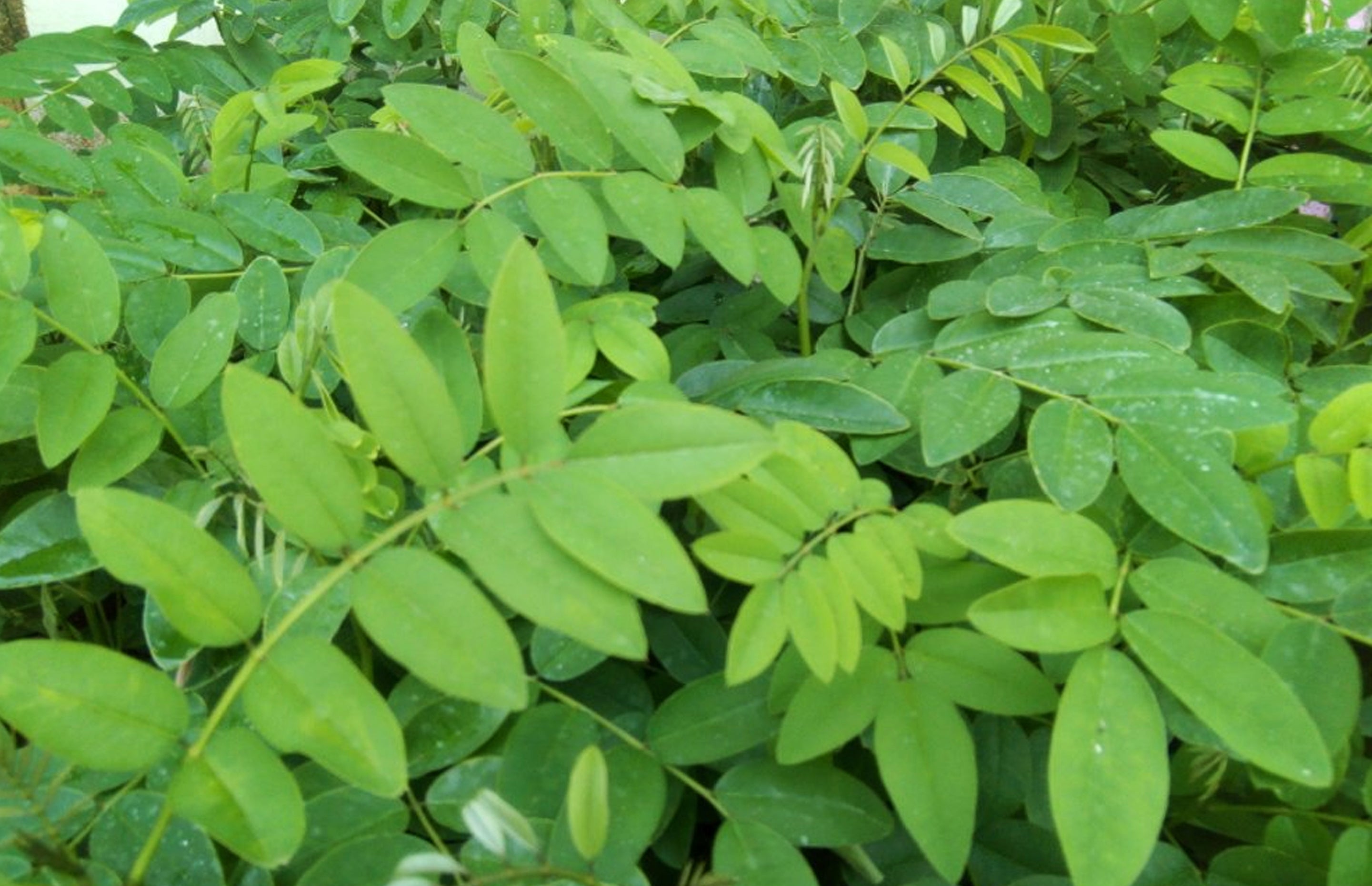 Indigofera Flowers That Start with I