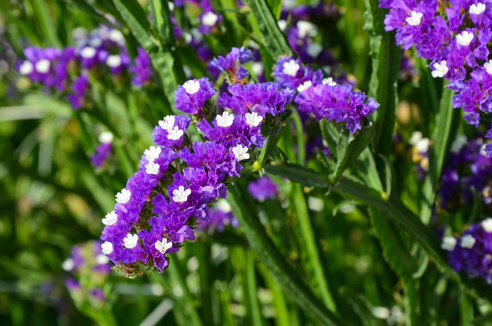 Statice (Limonium) Flowers that Start with S