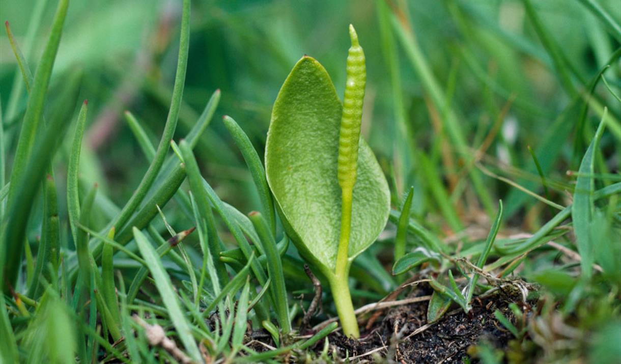 Adder’s Tongue flowers that start with a