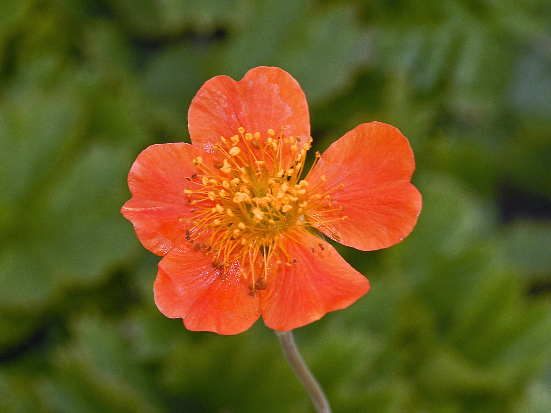 Flowers That Start with G Geum