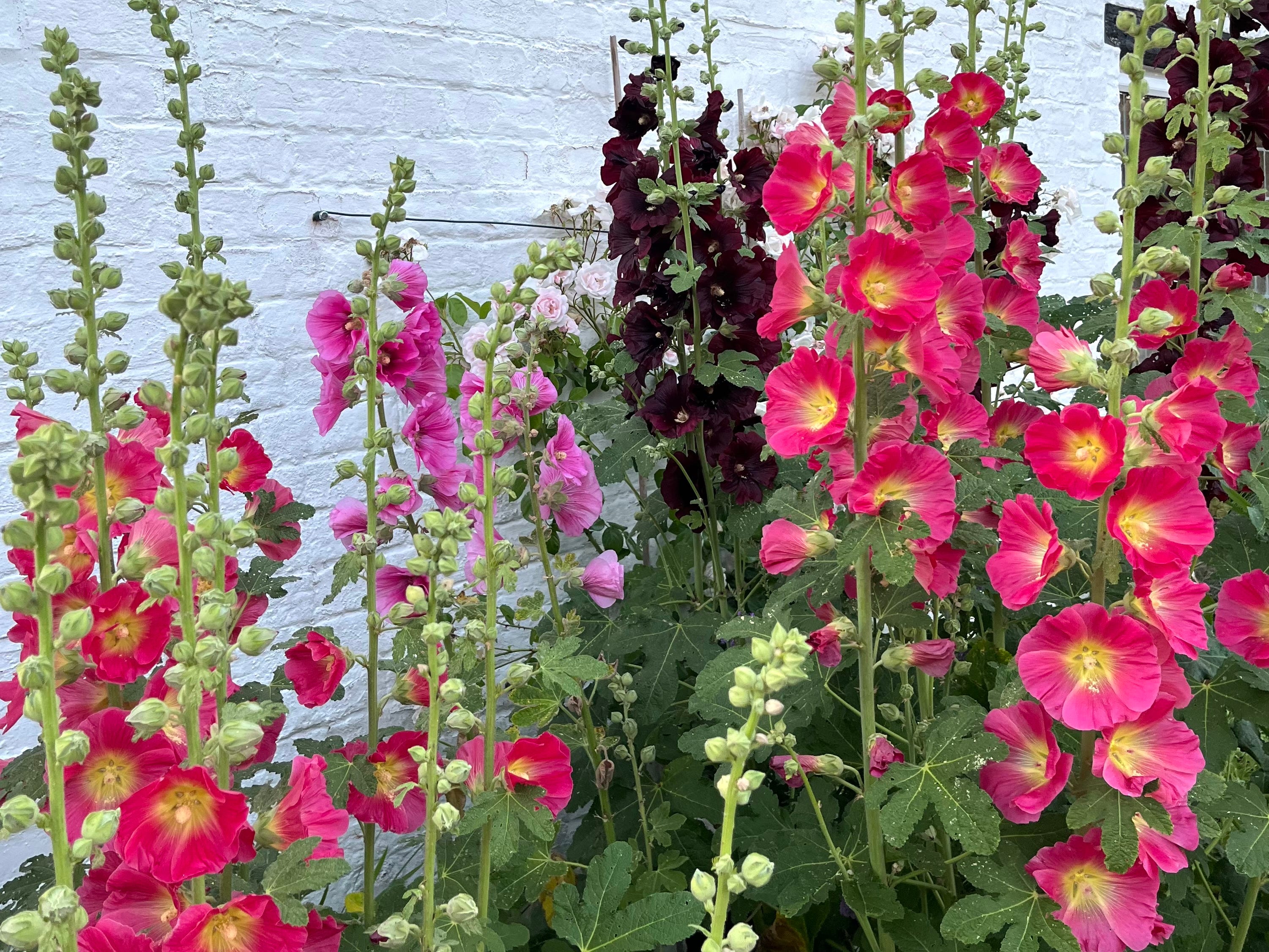 Flowers That Start With H Hollyhock