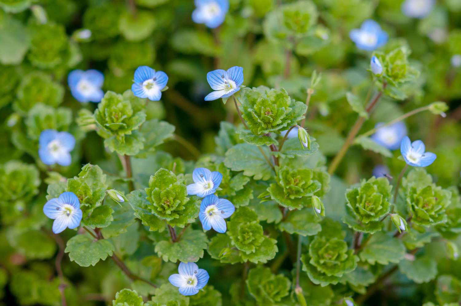 Speedwell (Veronica) Flowers that Start with S