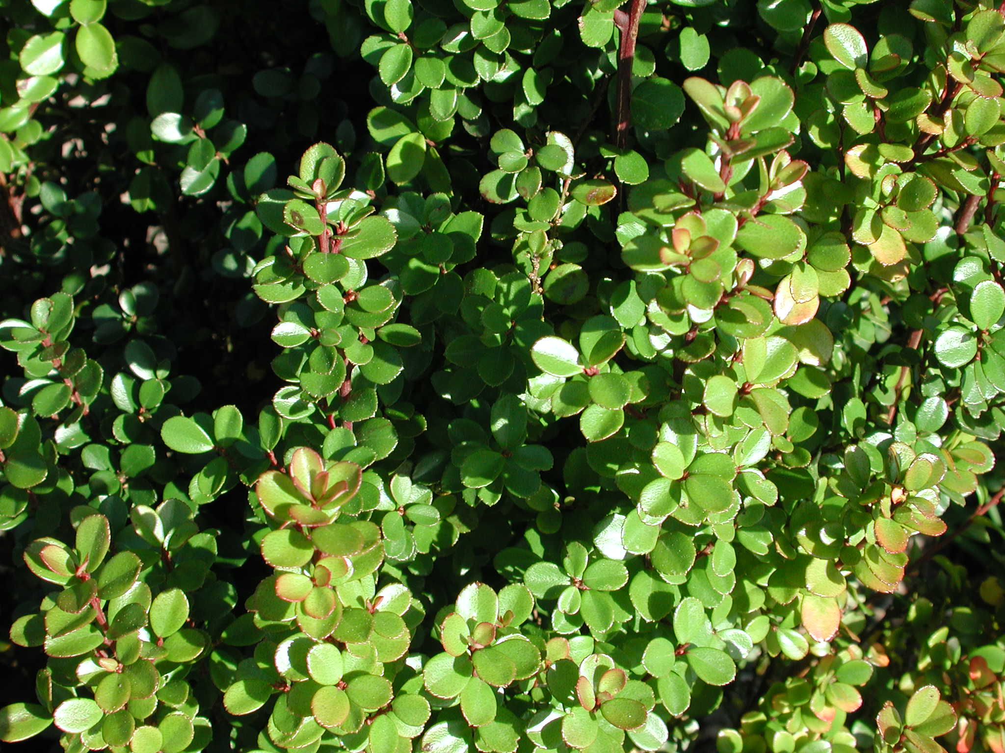 African Boxwood flowers that start with a