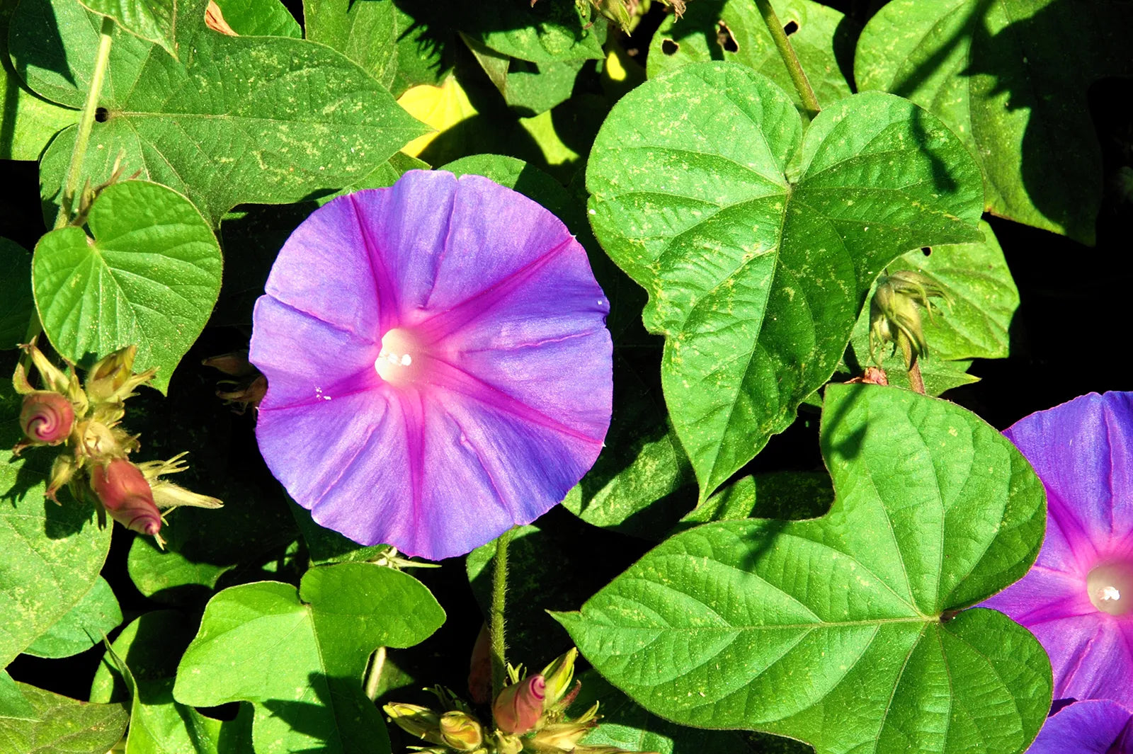 Flowers That Start with I Ipomoea (Morning Glory)