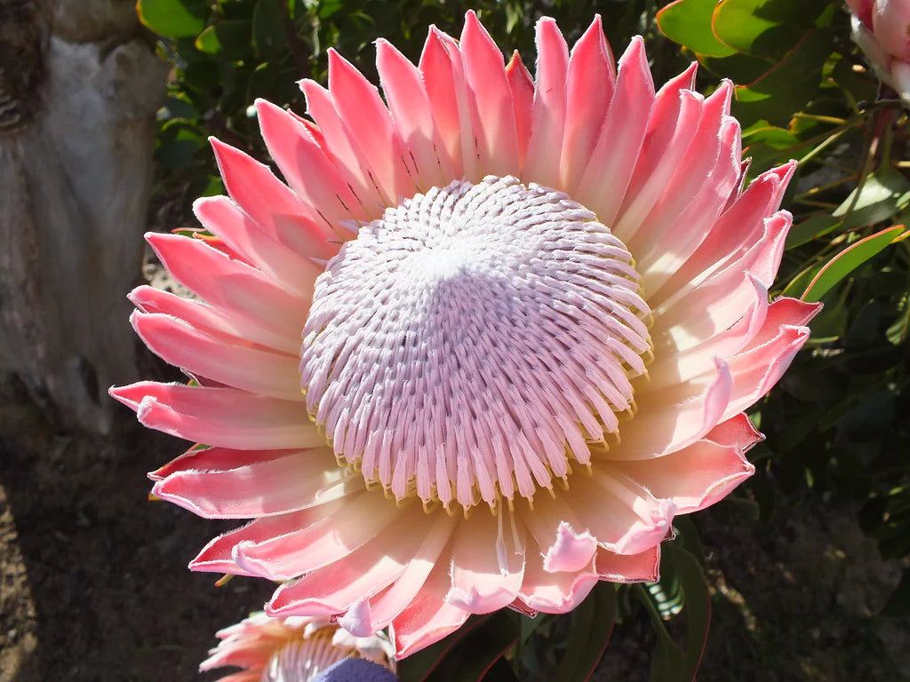 King Protea Flowers That Start with K