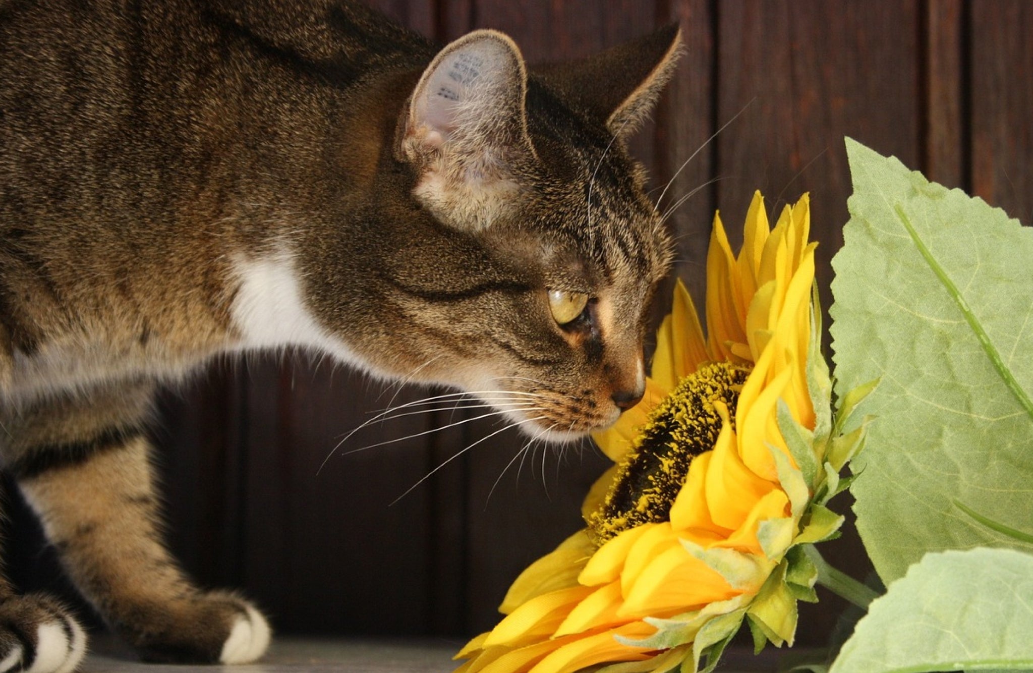 what flowers are safe for cats