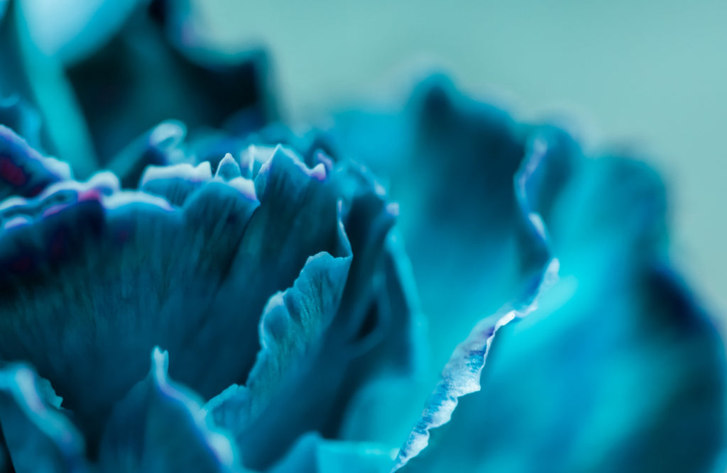 Blue Carnation Flowers