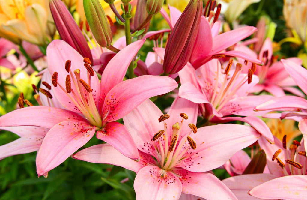 Pink Lily Flower Meaning