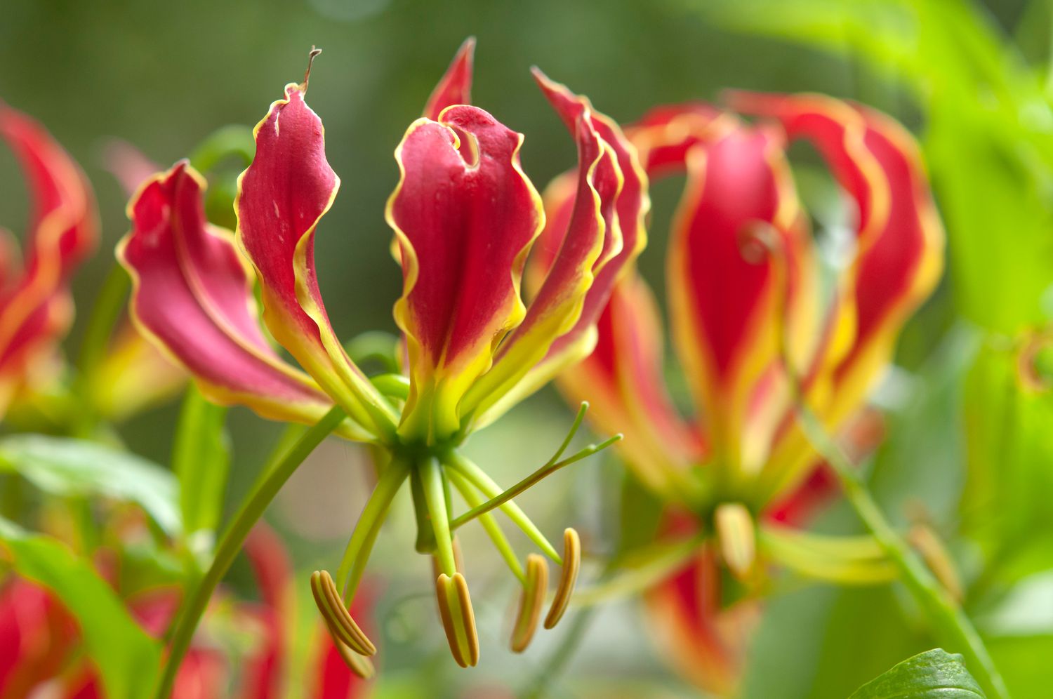 African Flame Lily flowers that start with a
