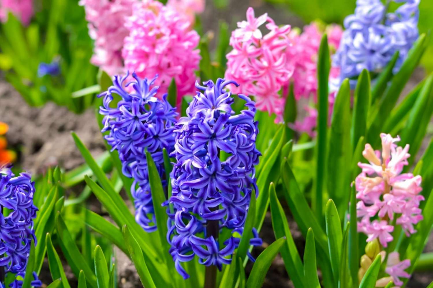 Flowers That Start With H Hyacinth