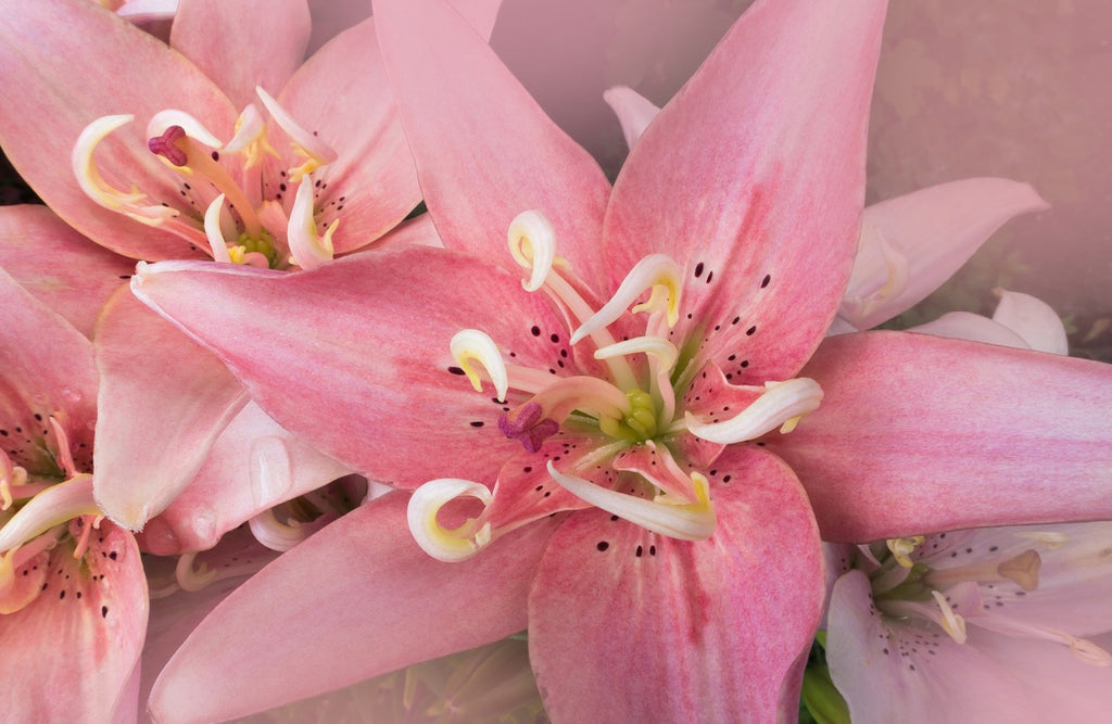 Pink Lily Flower Meaning