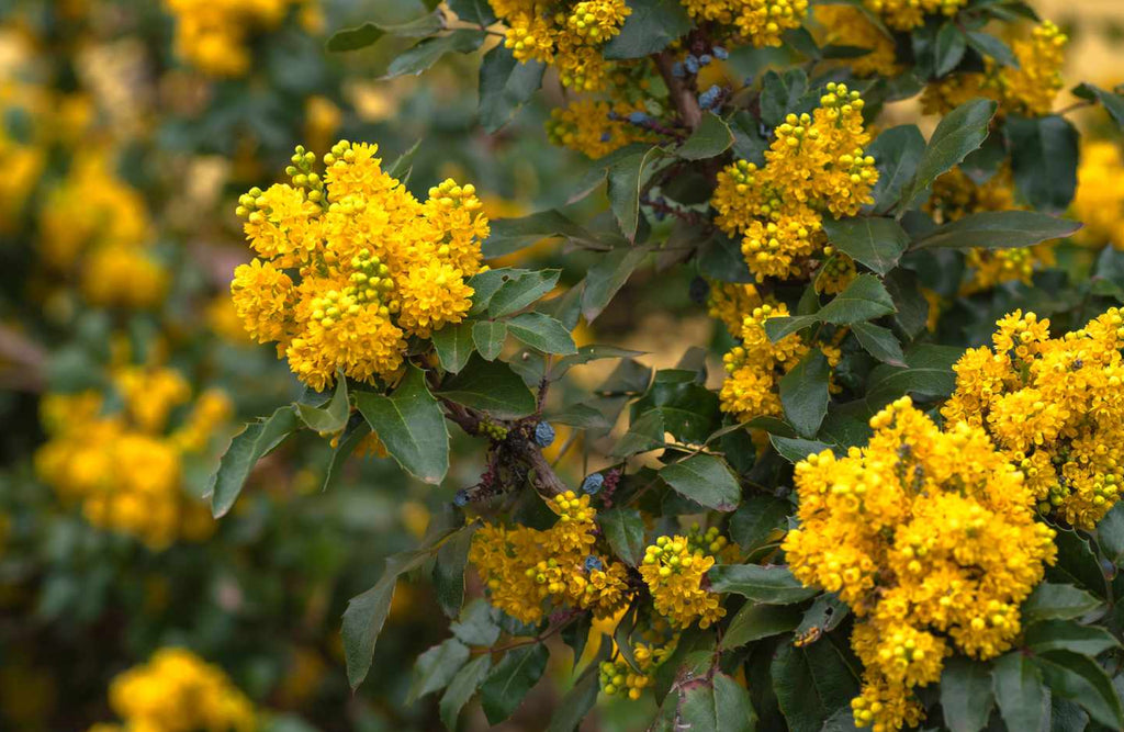 oregon grape | Flowers That Start With O