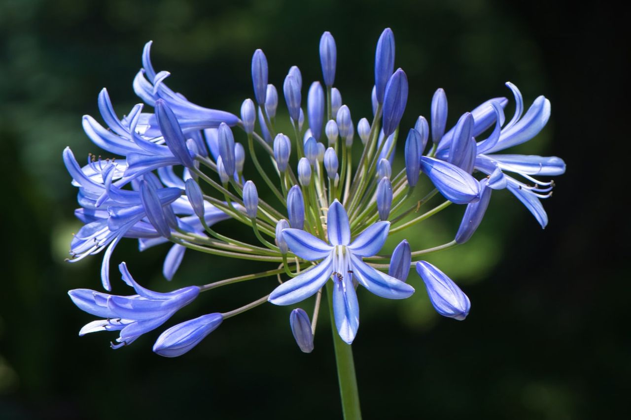 Agapanthus flowers that start with a