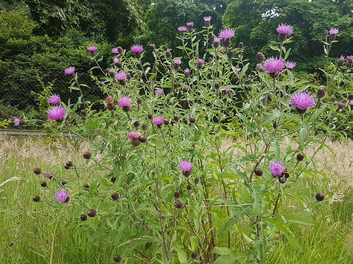 Knapweed Flowers That Start with K