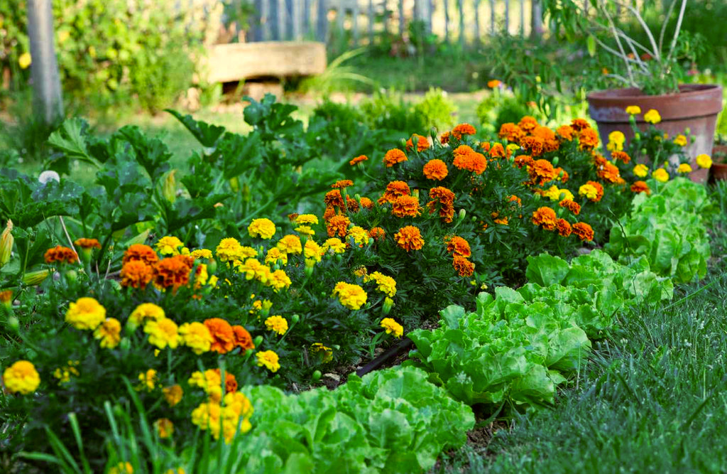 simple flower bed ideas for front house