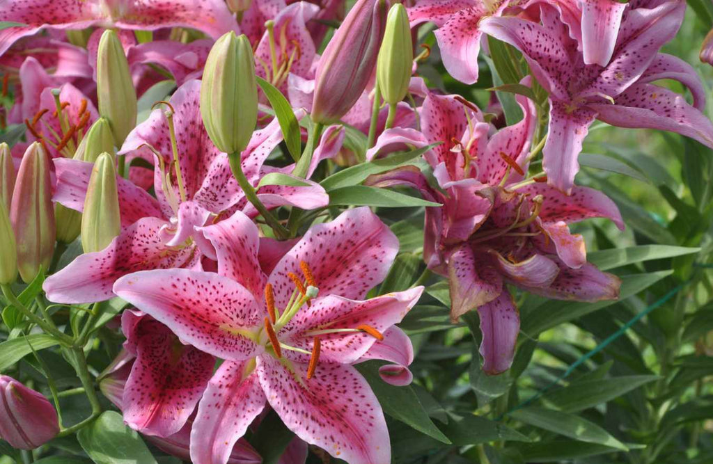 Pink Lily Flower Meaning