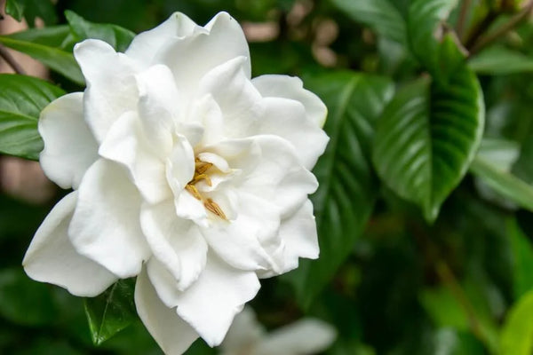 Graceful Gardenias