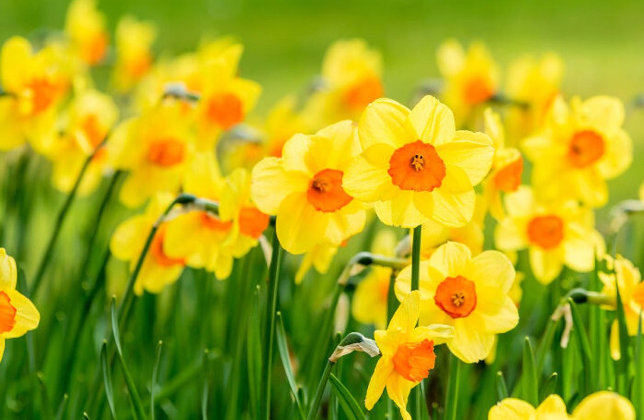 Daffodil Flowers That Start With D