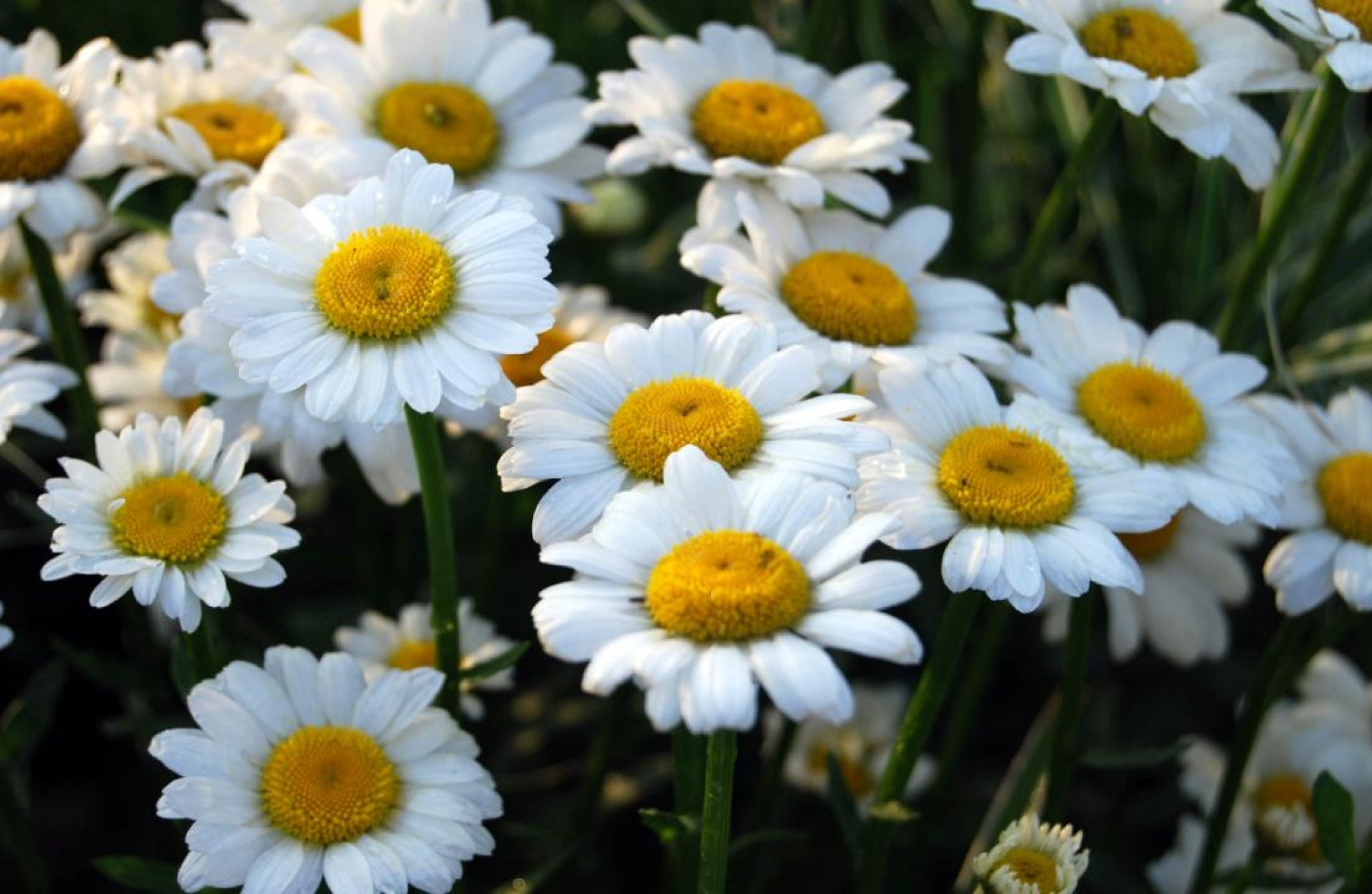 Daisy Flowers That Start With D