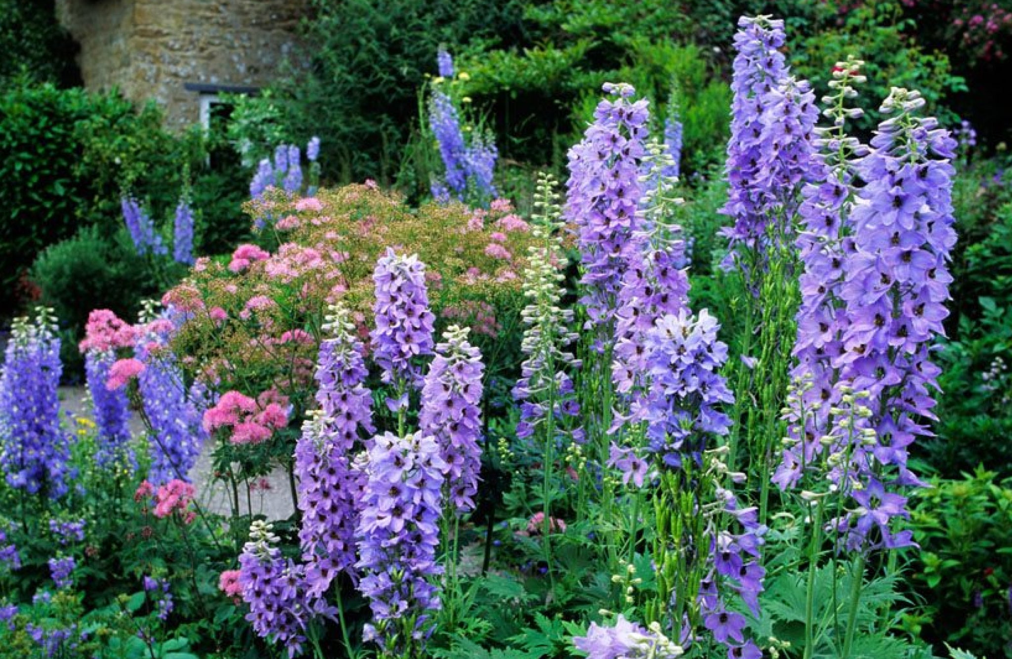 Delphinium Flowers That Start With D