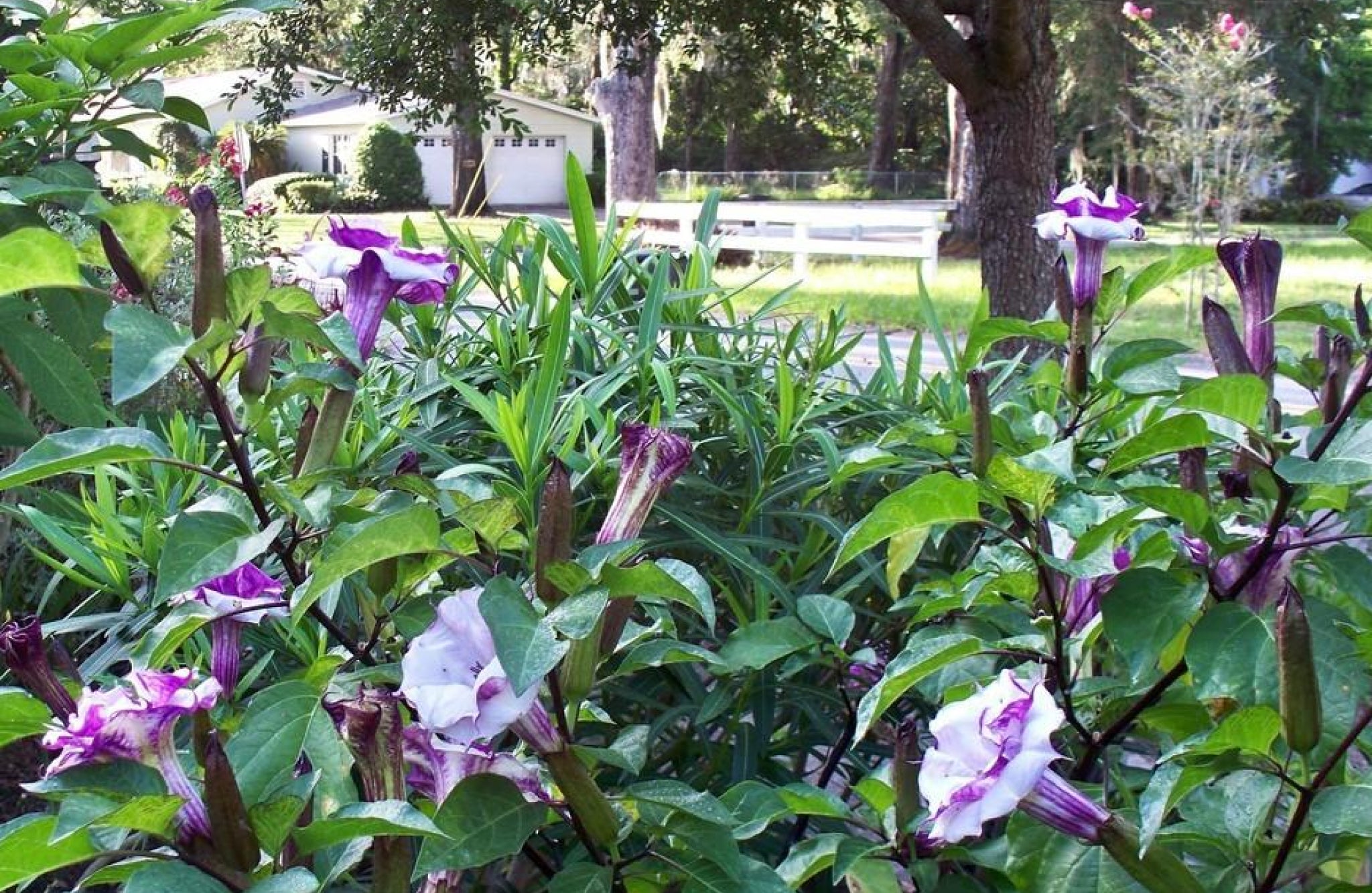 Devil's Trumpet Flowers That Start With D