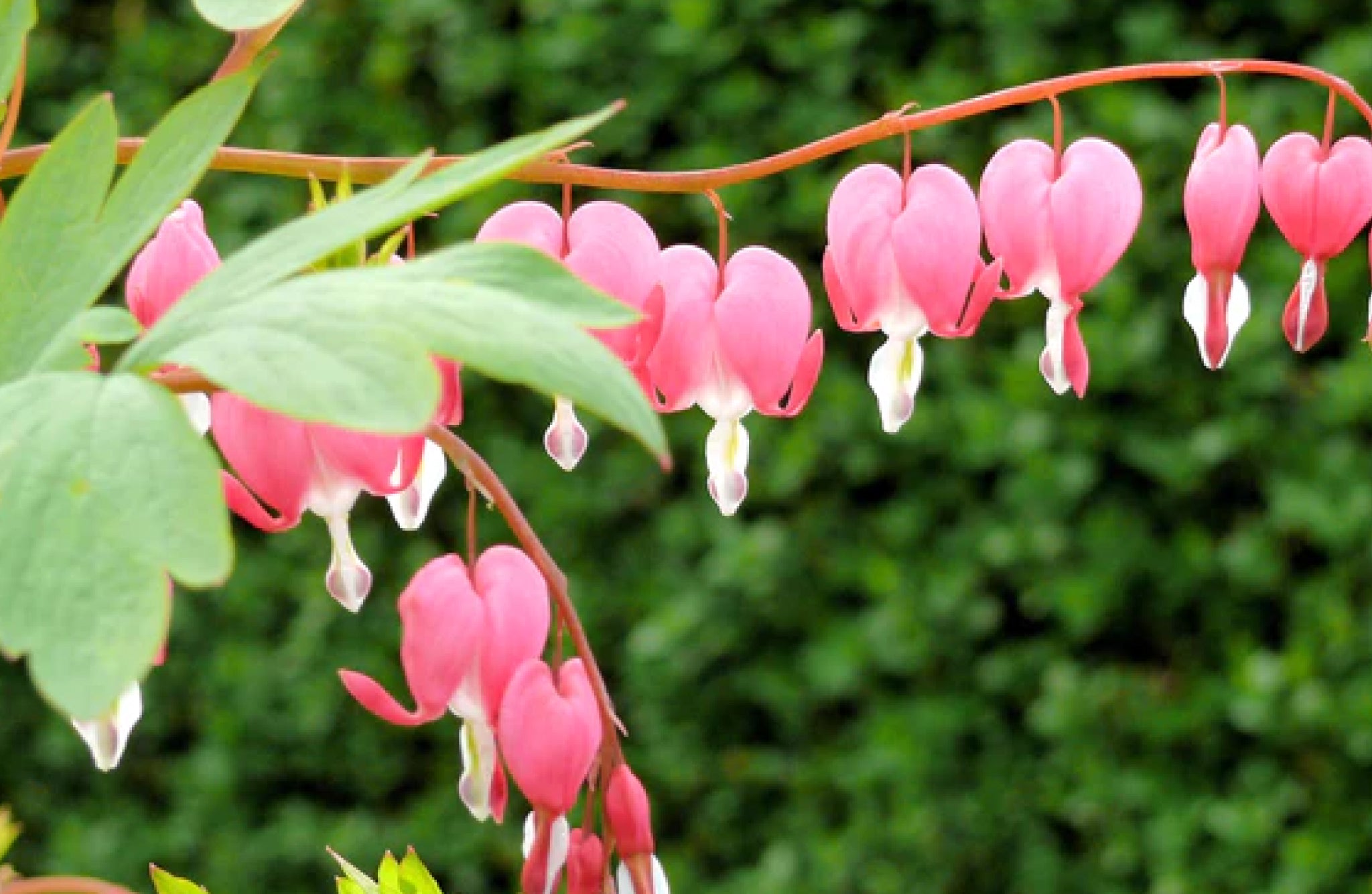 Dicentra Flowers That Start With D