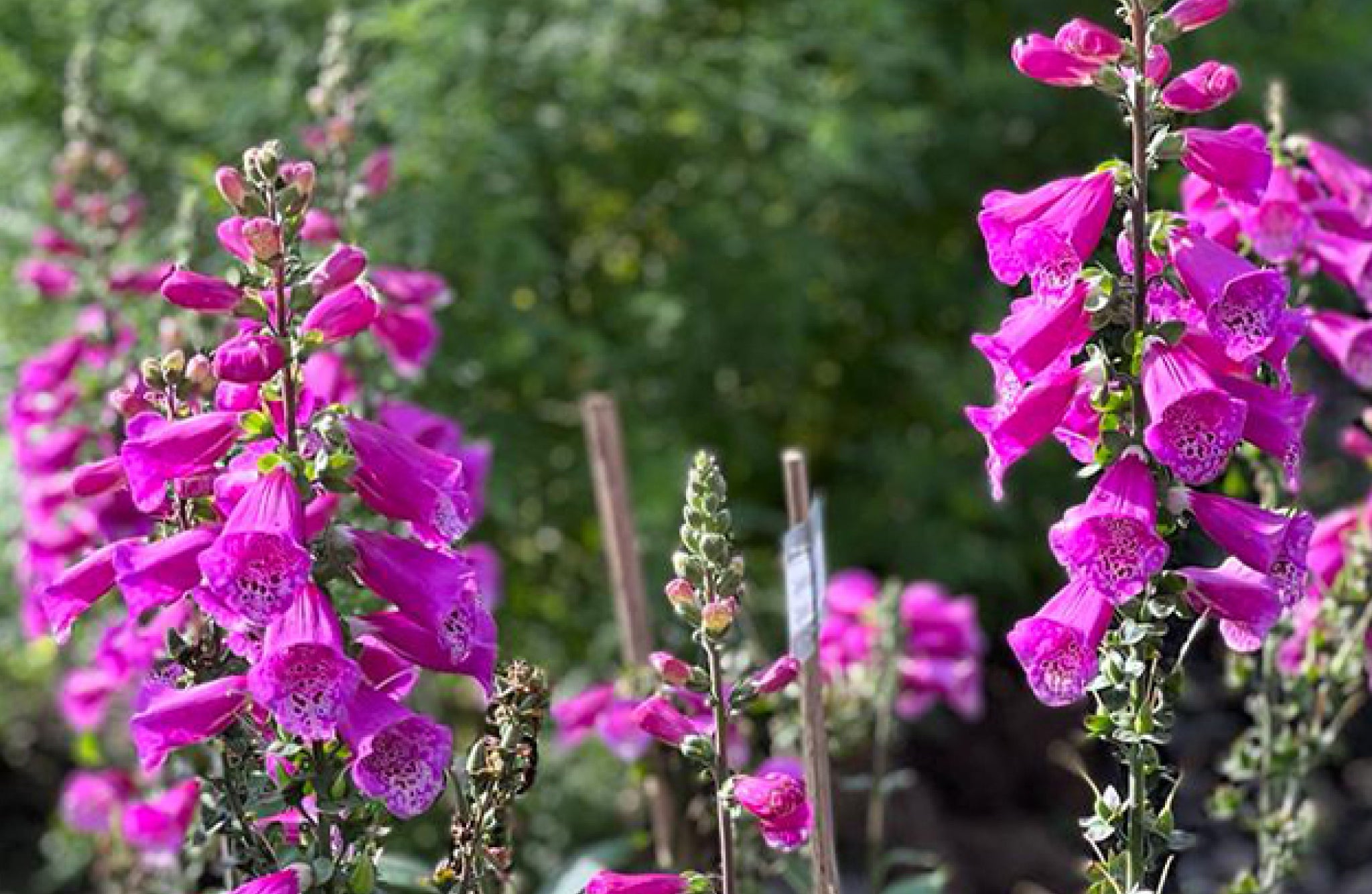 Digitalis Flowers That Start With D