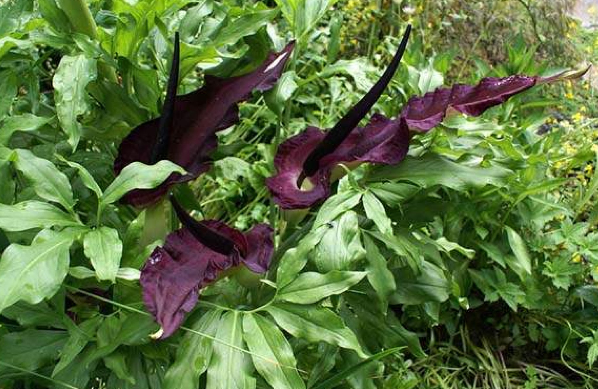 Dragon Arum Flowers That Start With D