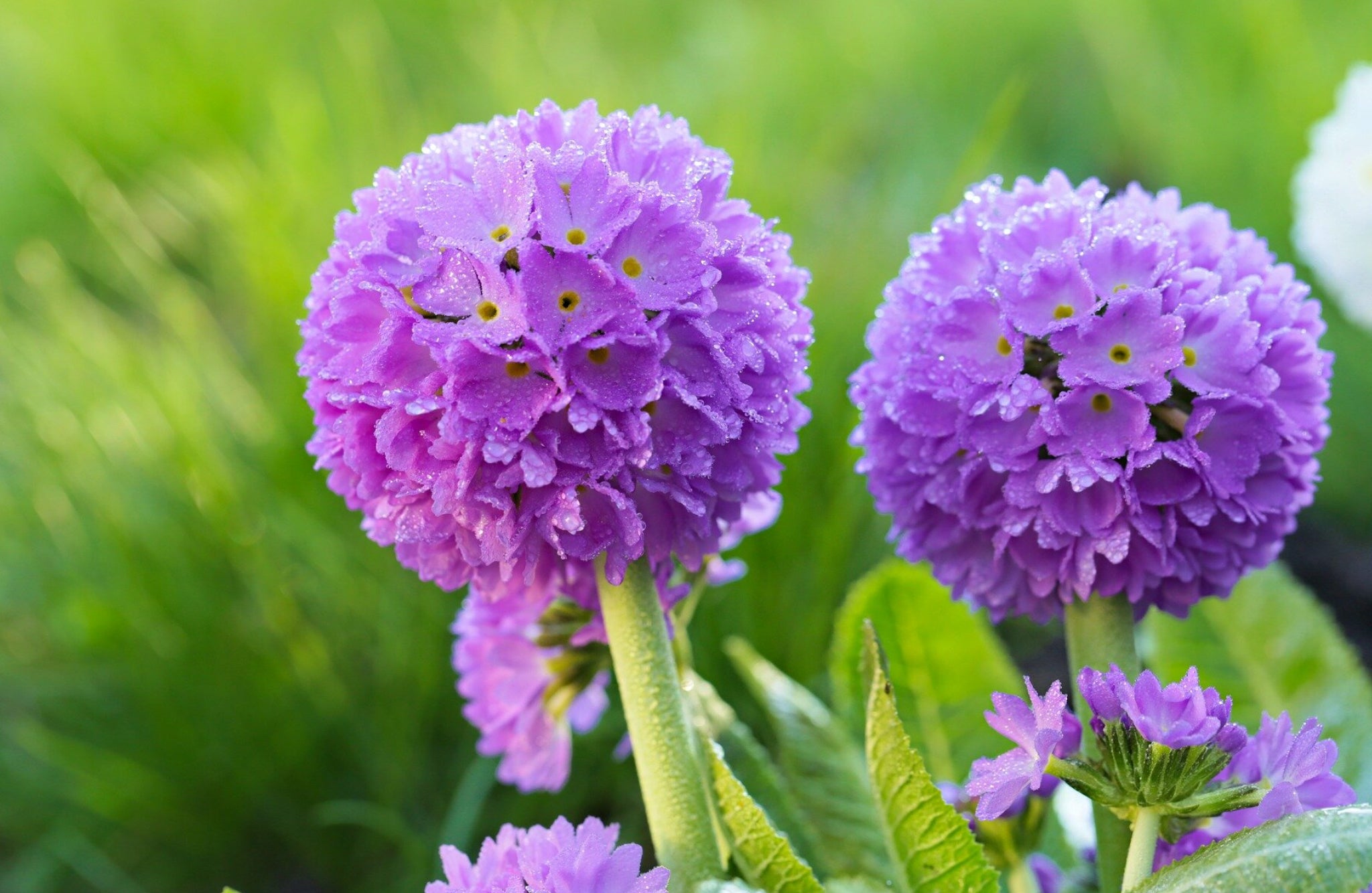 Drumstick Primula Flowers That Start With D