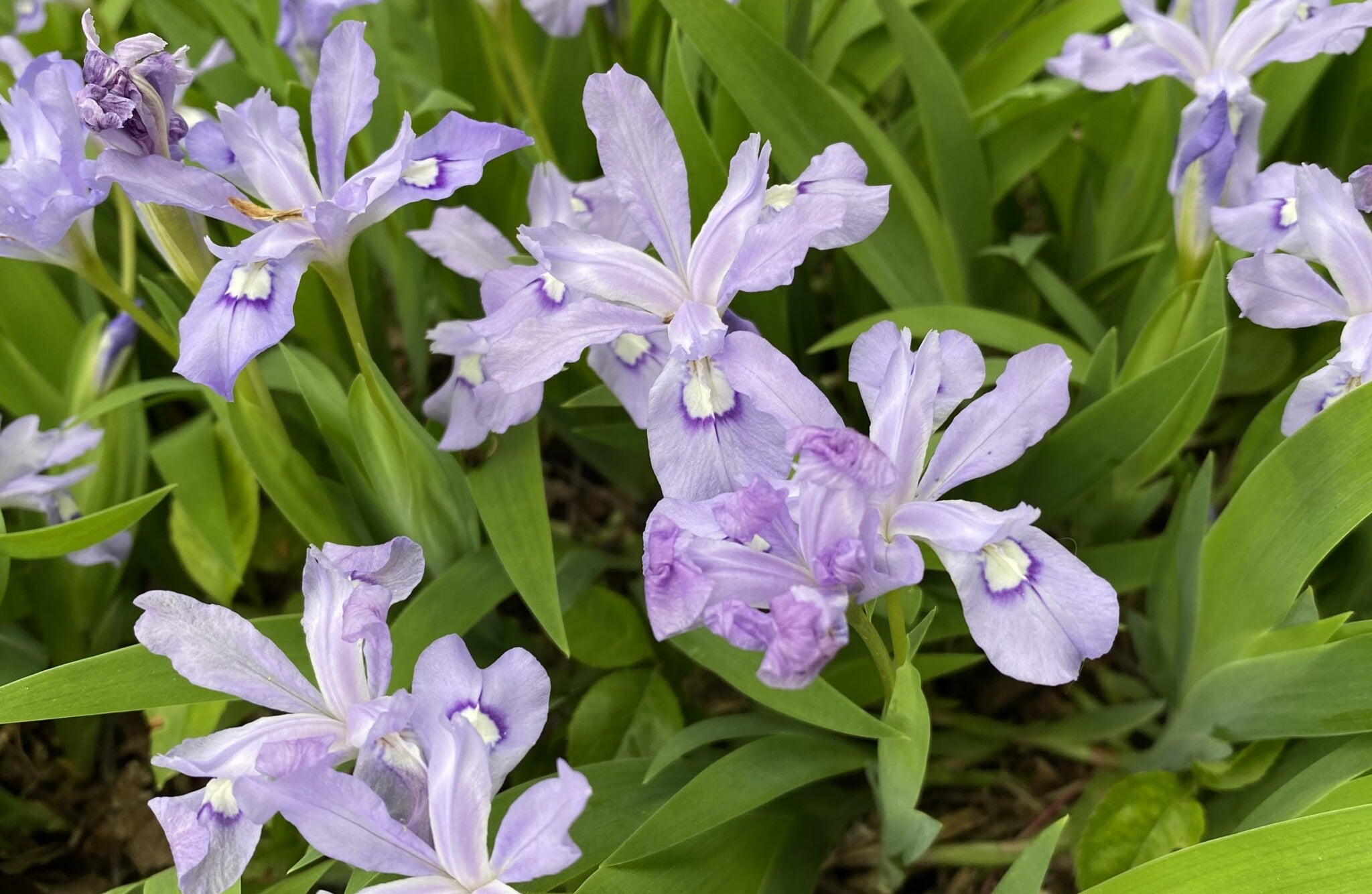 Dwarf Crested Iris Flowers That Start With D