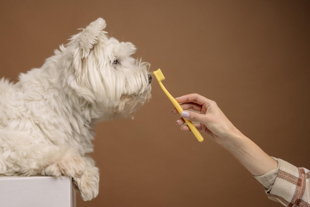 Flower Names for Dogs and Their Meanings