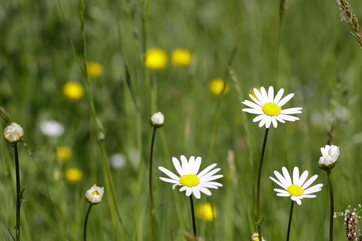 Flowering Weeds