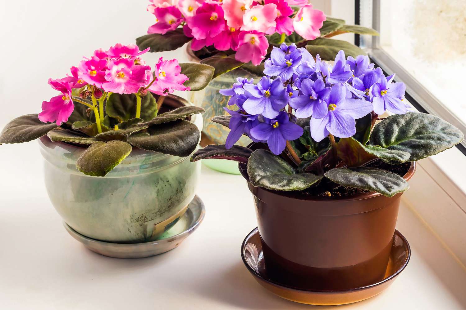 indoor flowering plants