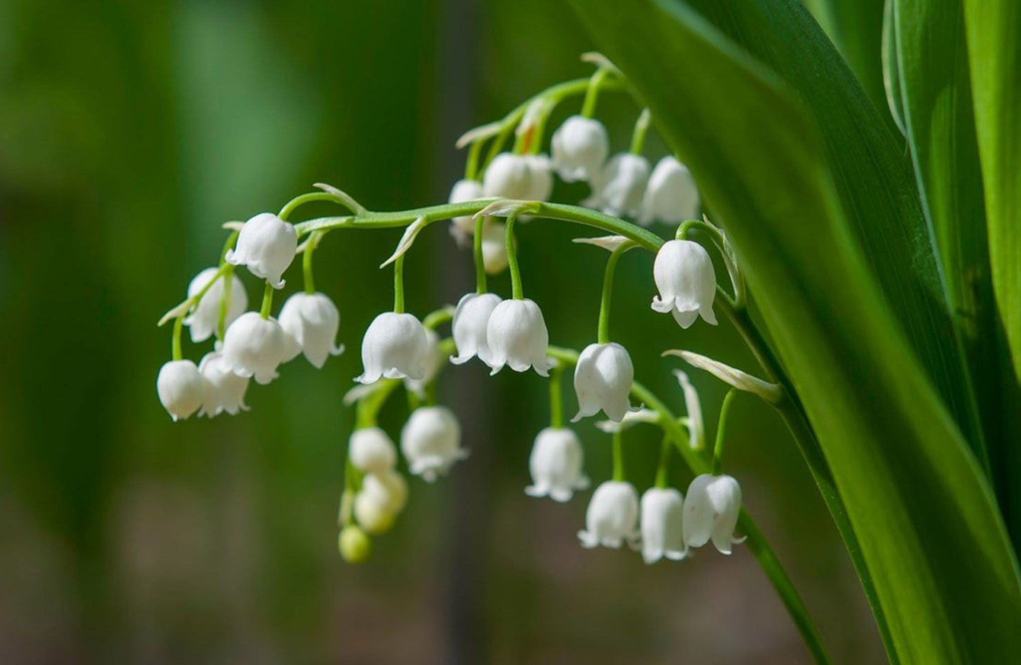 flowers that start with L