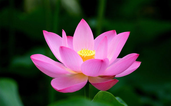 The Lotus' Spiritual Hope