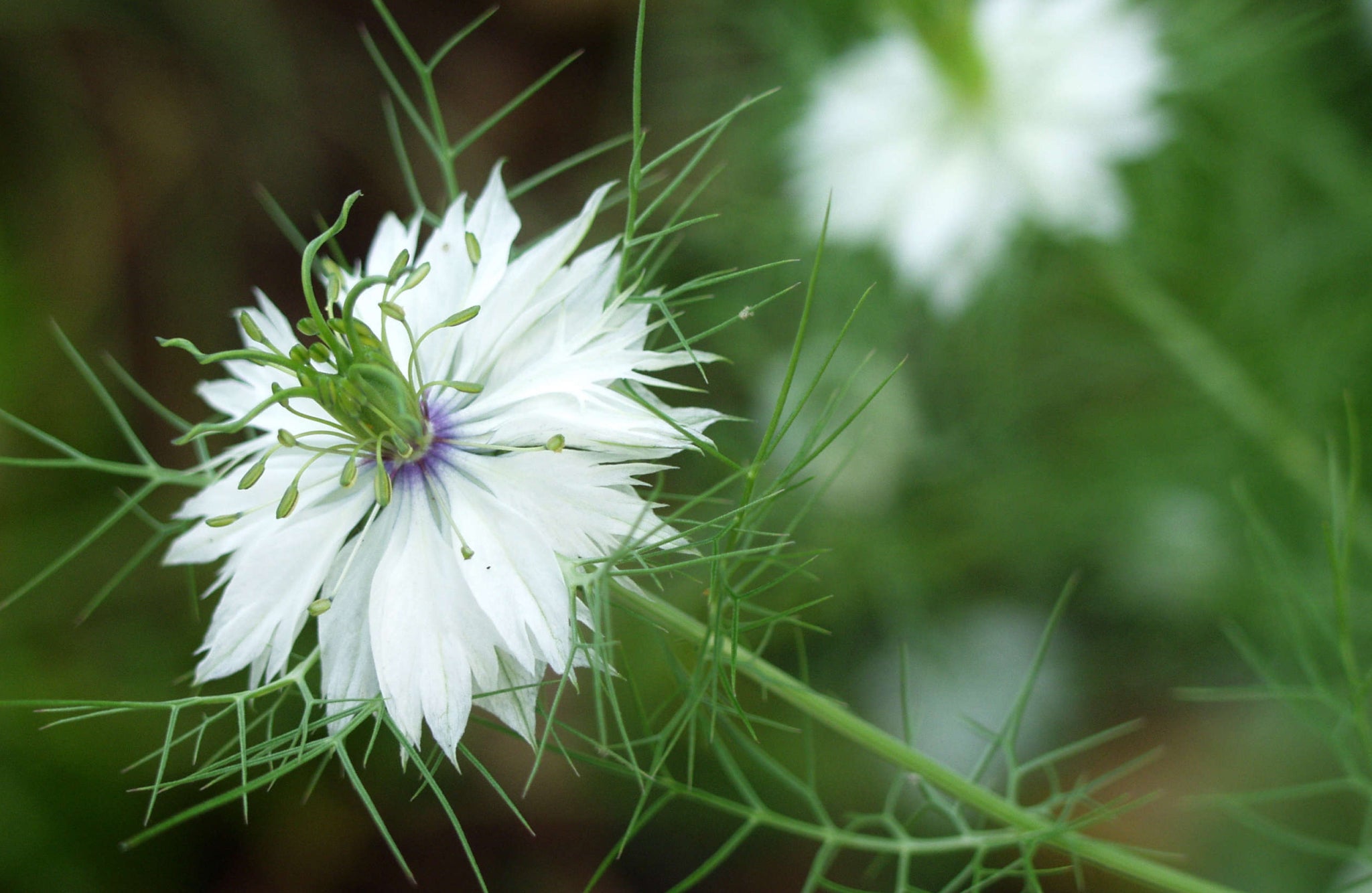 flowers that start with L