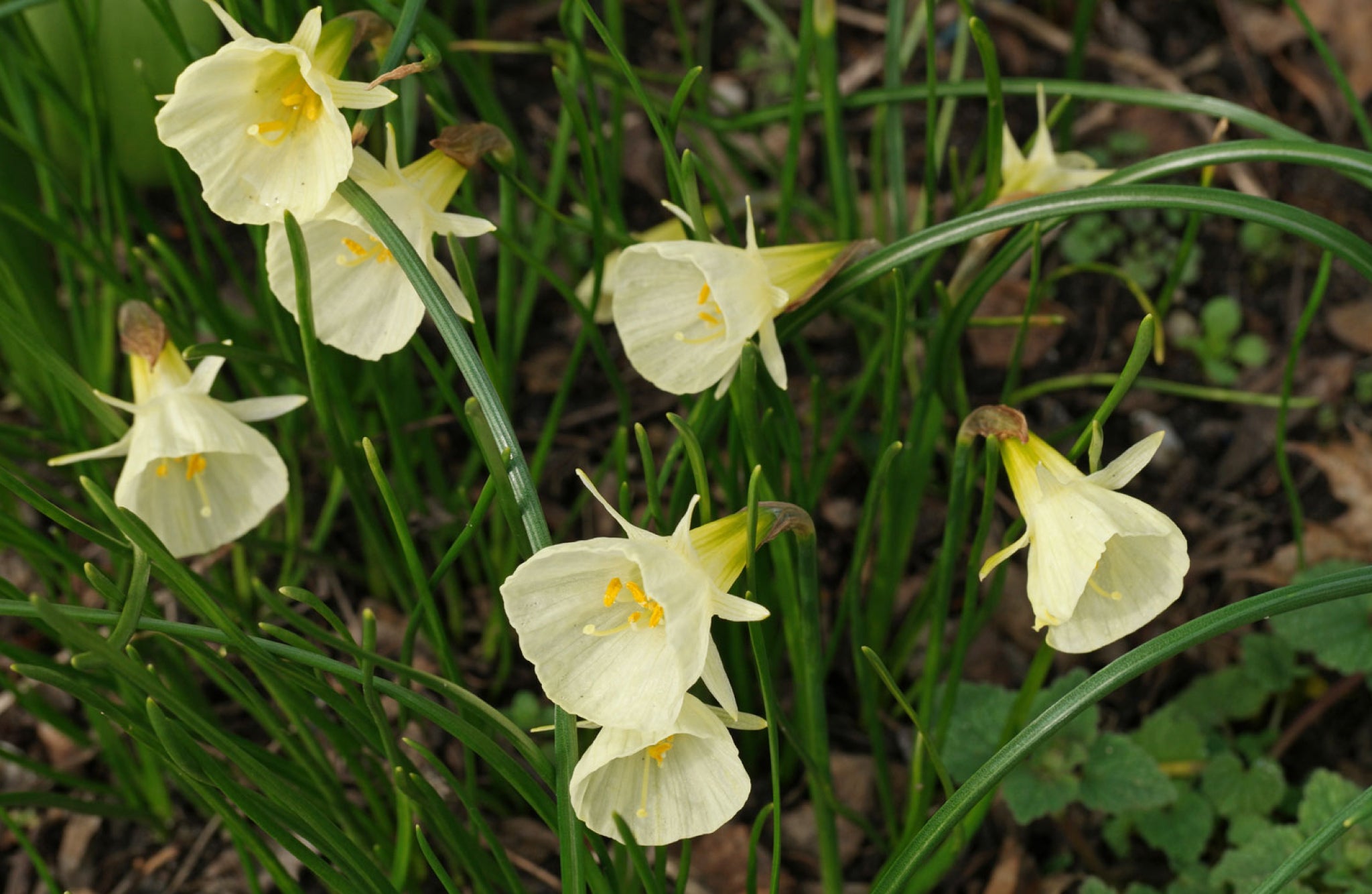 Narcissus bulbocodium