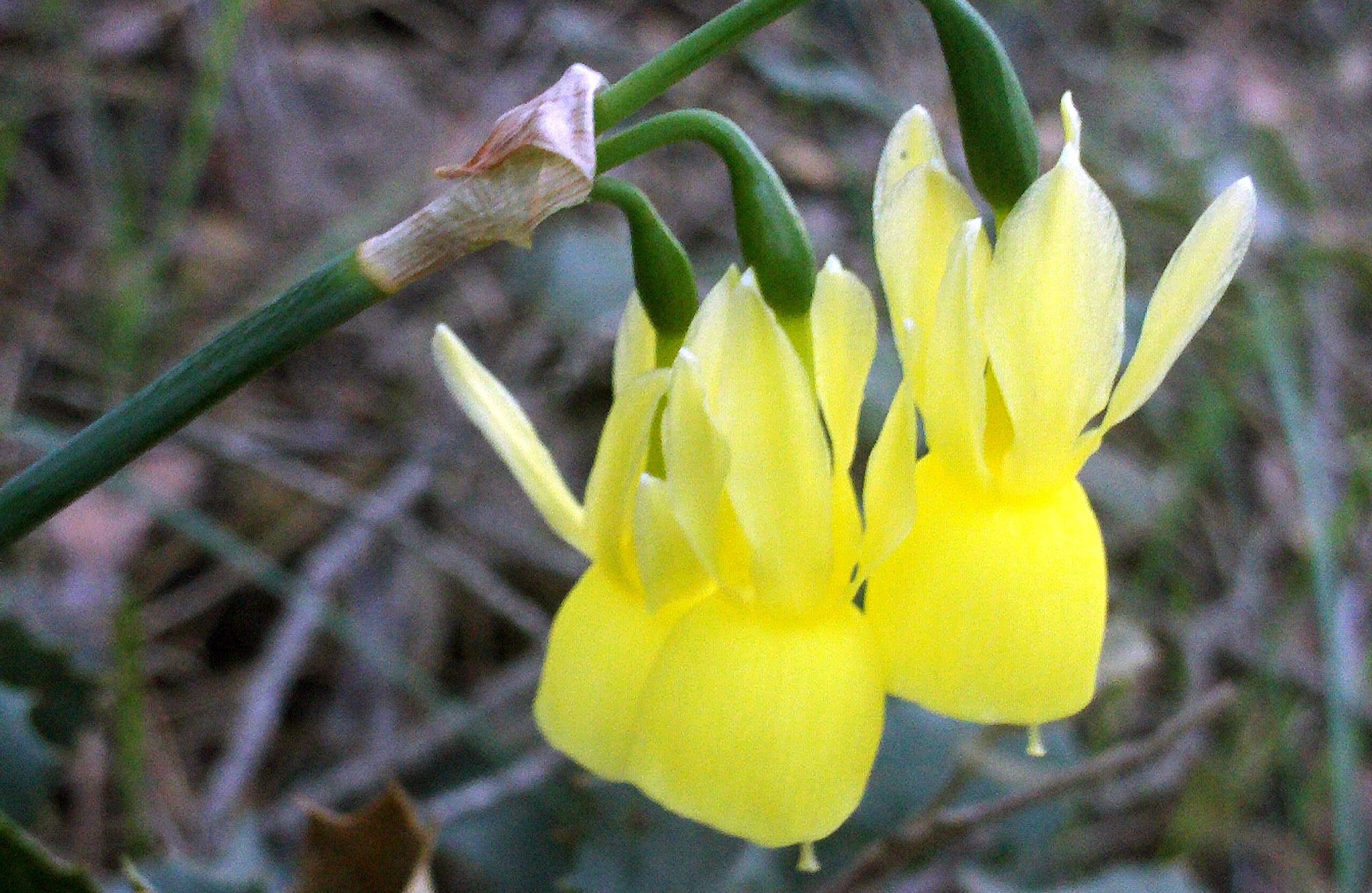 Narcissus triandrus