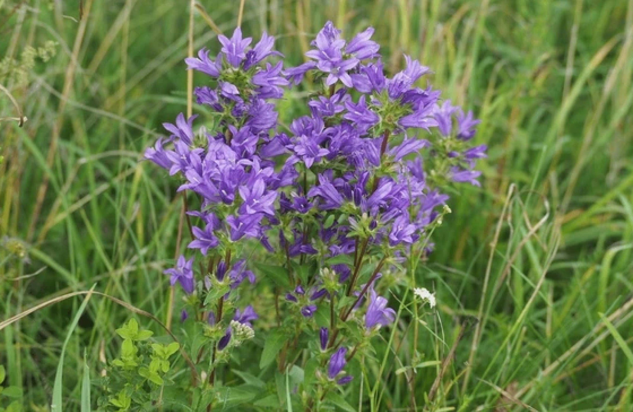 Nemastylis gracilis